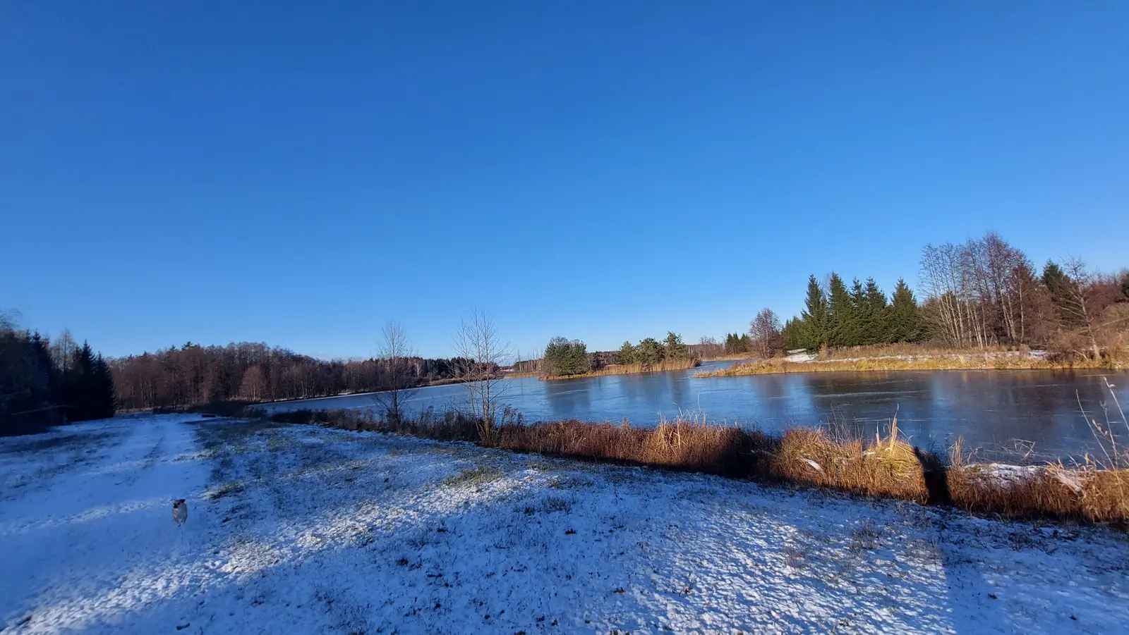 Zdjęcie panoramiczne w formacie poziomym ukazuje spokojny, zimowy krajobraz z zamarzniętym stawem w roli głównej. Pierwszy plan zajmuje ośnieżona polana, po której spaceruje niewielki, jasny pies, a tuż obok widać wyraźny cień osoby wykonującej zdjęcie. W centralnej części kompozycji rozciąga się tafla lodu na wodzie, otoczona brzegami porośniętymi wyschniętymi trawami i drzewami o nagich gałęziach. W tle widoczny jest pas gęstego, zielonego lasu iglastego, który kontrastuje z bezchmurnym, intensywnie niebieskim niebem zajmującym połowę kadru. Całość utrzymana jest w jasnej, słonecznej tonacji, podkreślającej mroźny, lecz pogodny klimat zimowego przedpołudnia.