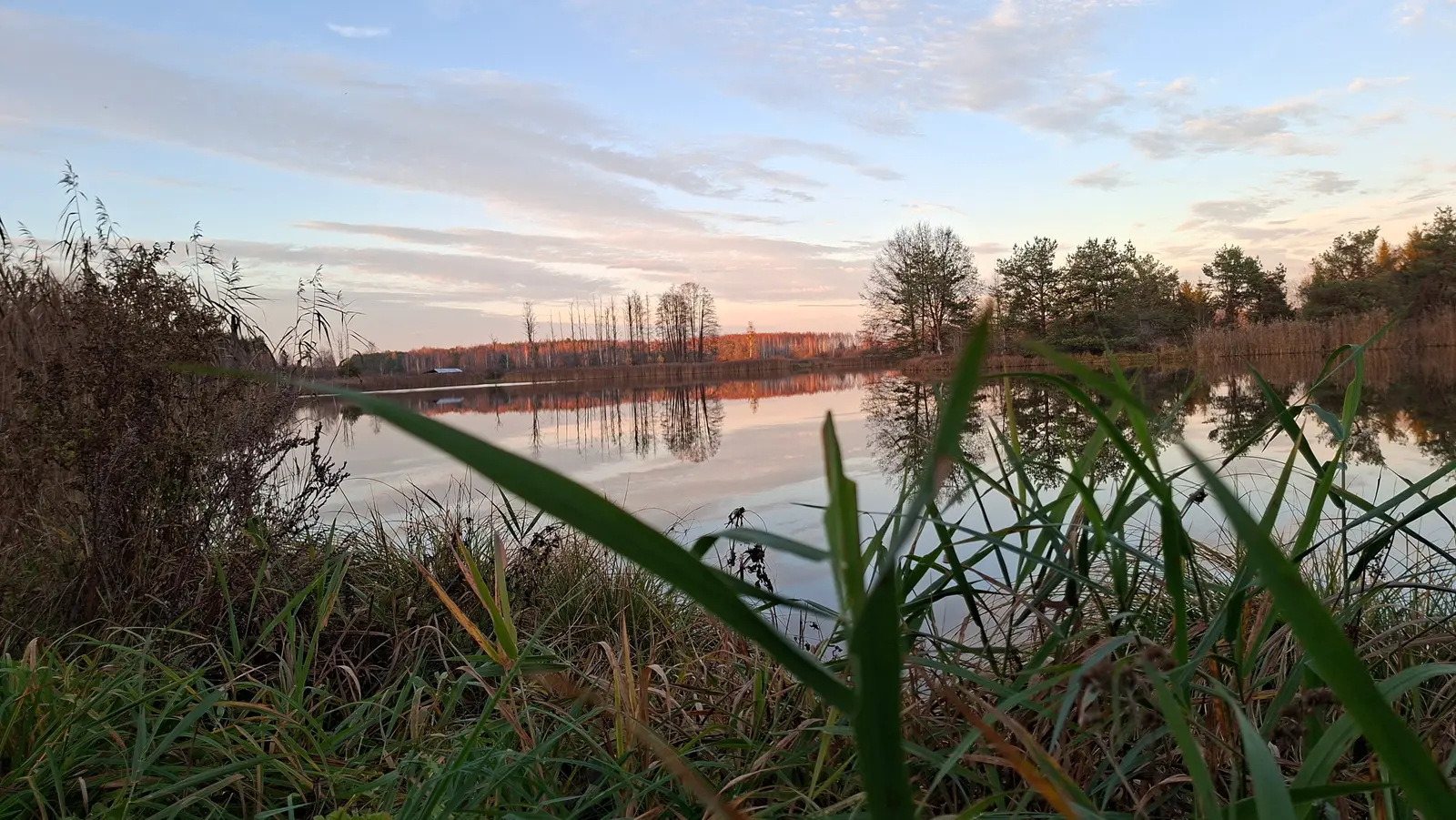 Poziome zdjęcie przedstawia spokojne jezioro w jesiennym krajobrazie o zachodzie słońca, utrzymane w proporcjach panoramicznych. Na pierwszym planie widać niewyraźne, zielone źdźbła wysokich traw, które tworzą naturalną ramę dla reszty kompozycji. Tafla wody jest niezwykle gładka, stanowiąc idealne lustro dla nieba oraz linii drzew iglastych i liściastych porastających przeciwległy brzeg. Niebo wypełniają delikatne pasma chmur w odcieniach błękitu, różu i pastelowego pomarańczu, które zwiastują nadchodzący zmierzch. Całość tworzy nastrojową i symetryczną kompozycję krajobrazową, w której naturalne światło podkreśla głębię przyrody.