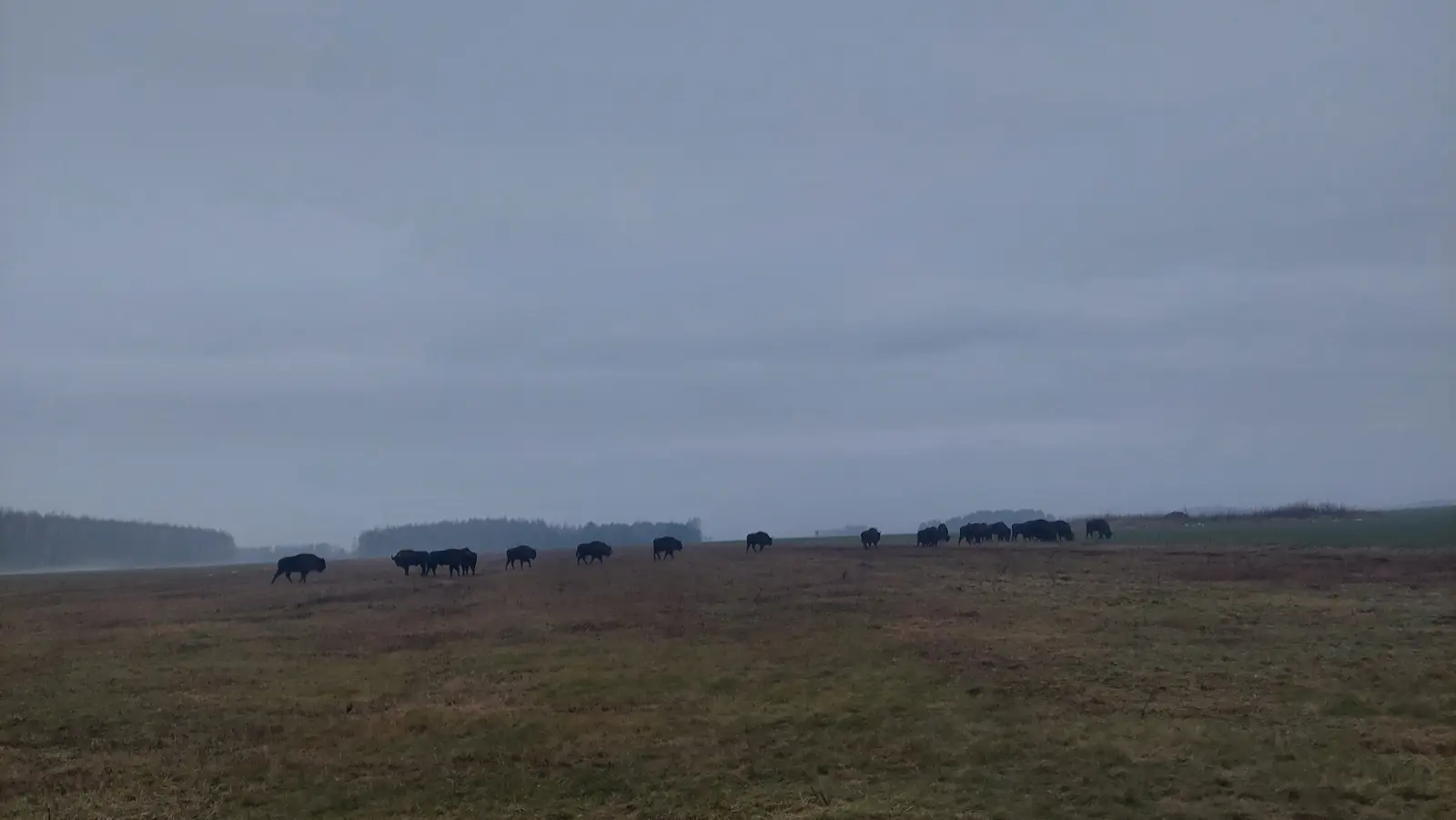 Zdjęcie przedstawia szeroki, panoramiczny krajobraz z dużym stadem żubrów pasących się na rozległej, podmokłej łące w pochmurny dzień. Format obrazu jest panoramiczny, co podkreśla ogrom otwartej przestrzeni i nisko zawieszone, szare niebo dominujące nad horyzontem. Ciemne sylwetki zwierząt są wyraźnie widoczne na tle przygaszonej kolorystyki trawy oraz zamglonego lasu w oddali. Kompozycja zdjęcia opiera się na niskiej linii horyzontu, co sprawia, że niebo zajmuje większą część kadru. Stado żubrów jest rozproszone poziomo przez środek pola, tworząc naturalny punkt centralny całej sceny.