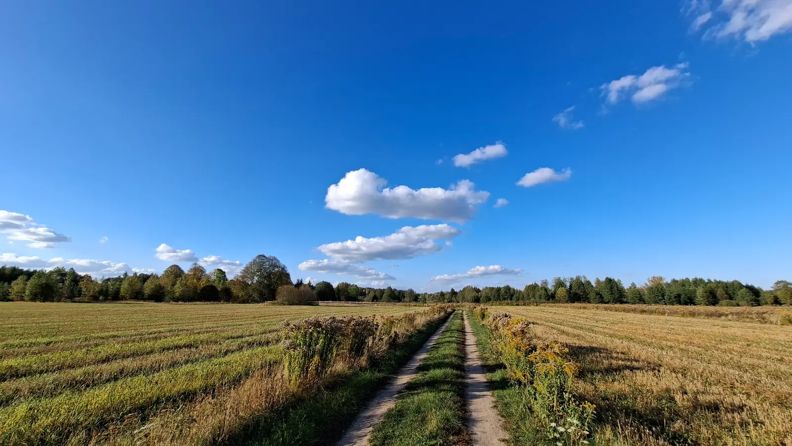 Zdjęcie przedstawia sielski krajobraz wiejski w panoramicznym formacie o proporcjach boków zbliżonych do 16:9. Na pierwszym planie widać polną, dwukoleinową drogę prowadzącą w głąb kadru przez ściernisko i wysuszone jesienne trawy. Po obu stronach drogi rosną dzikie rośliny, w tym żółknące nawłocie, a w oddali widać linię gęstego, zielonego lasu mieszanego. Niebo jest intensywnie błękitne, niemal bezchmurne, z kilkoma rozproszonymi, białymi obłokami, które dodają kompozycji głębi. Całość sceny jest oświetlona jasnym, popołudniowym światłem słonecznym, podkreślającym naturalne kolory natury i spokojny klimat otoczenia.