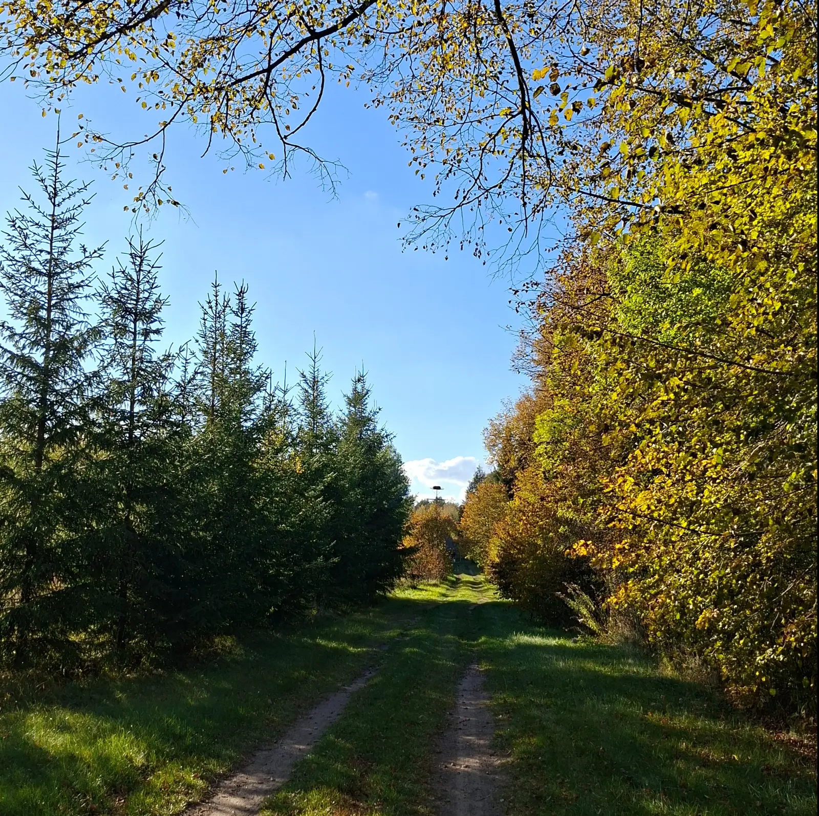 Zdjęcie o kwadratowym formacie ukazuje malowniczą, leśną drogę gruntową w słoneczny, jesienny dzień. Po lewej stronie widoczny jest szpaler młodych, zielonych świerków, natomiast prawą stronę wypełniają drzewa liściaste o liściach wybarwionych na odcienie złota, żółci i brązu. Nad drogą rozpościera się bezchmurne, błękitne niebo, częściowo przysłonięte gałęziami drzew w górnej części kadru. W oddali, w centralnym punkcie kompozycji, widać zarys słupa z gniazdem bocianim, które stanowi wyraźny punkt orientacyjny w krajobrazie. Całość kompozycji zachowuje naturalną symetrię, tworząc efekt głębi prowadzącej wzrok widza w głąb leśnej ścieżki.